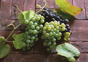 ホストクラブの対策完全ガイド：初心者でも安心して楽しめるポイントと注意点